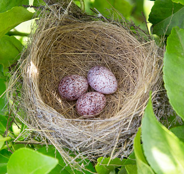 Dark-capped Bulbul nest with eggs